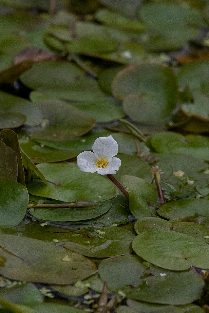 David Plant Photography - Wildlife Photography - Frogbit - B.JPG - Frogbit - Cambridgeshire