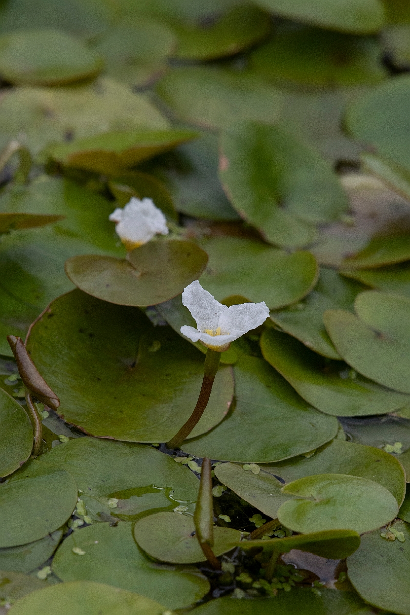 David Plant Photography - Wildlife Photography - Frogbit - C.JPG - Frogbit - Cambridgeshire