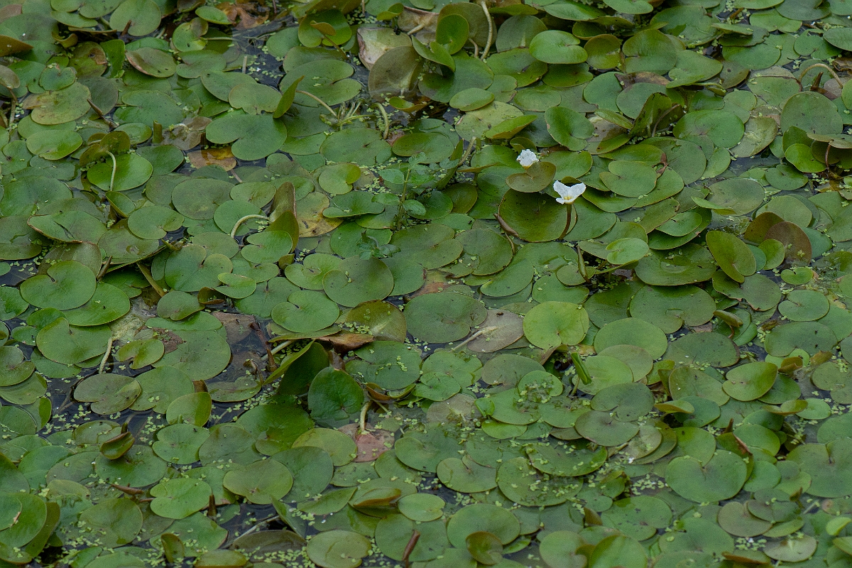 David Plant Photography - Wildlife Photography - Frogbit - D.JPG - Frogbit - Cambridgeshire