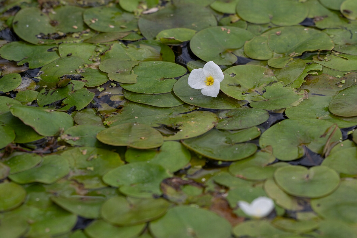 David Plant Photography - Wildlife Photography - Frogbit - F.jpg - Frogbit - Norfolk