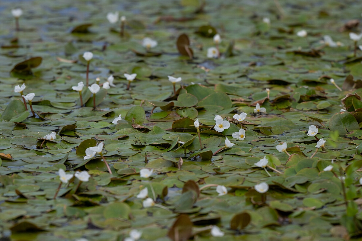 David Plant Photography - Wildlife Photography - Frogbit - G.jpg - Frogbit - Norfolk