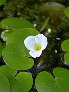 David Plant Photography - Wildlife Photographer - Frogbit flower - A
