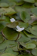 David Plant Photography - Wildlife Photography - Frogbit - C