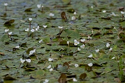 David Plant Photography - Wildlife Photography - Frogbit - G