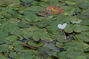 David Plant Photography - Wildlife Photography - Frogbit - H