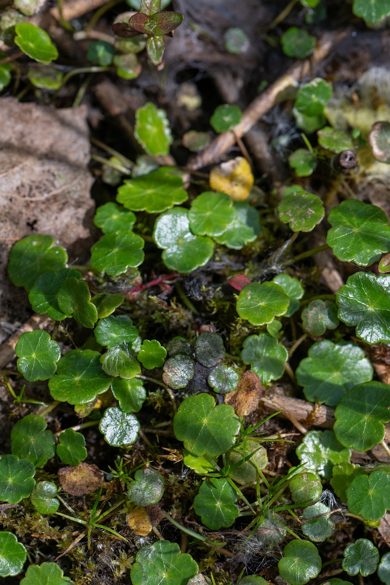 David Plant Photography - Wildlife Photography - Marsh pennywort - B.jpg - Marsh pennywort - Norfolk