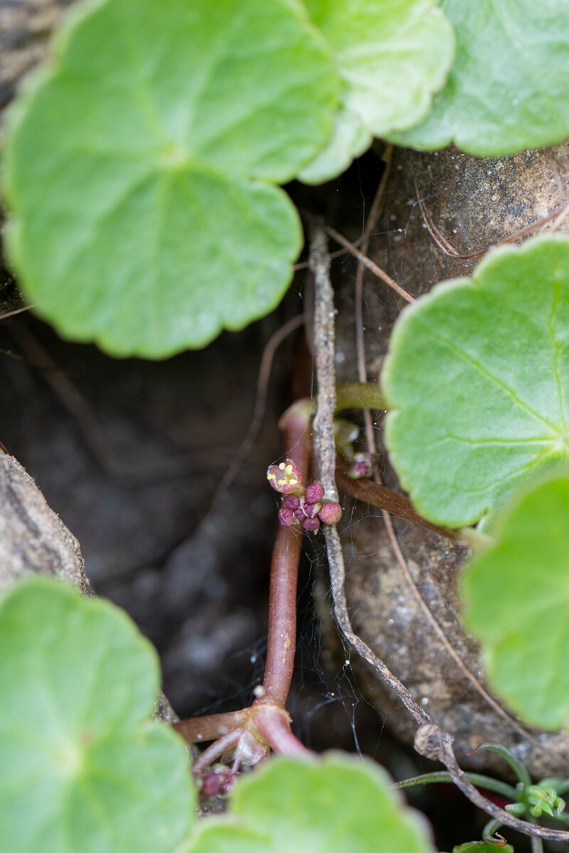 David Plant Photography - Wildlife Photography - Marsh pennywort - F.jpg - Marsh pennywort - Stirling