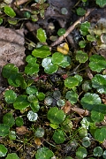 David Plant Photography - Wildlife Photography - Marsh pennywort - B