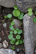 David Plant Photography - Wildlife Photography - Marsh pennywort - C