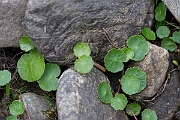 David Plant Photography - Wildlife Photography - Marsh pennywort - D