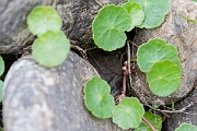 David Plant Photography - Wildlife Photography - Marsh pennywort - E