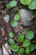 David Plant Photography - Wildlife Photography - Marsh pennywort - G