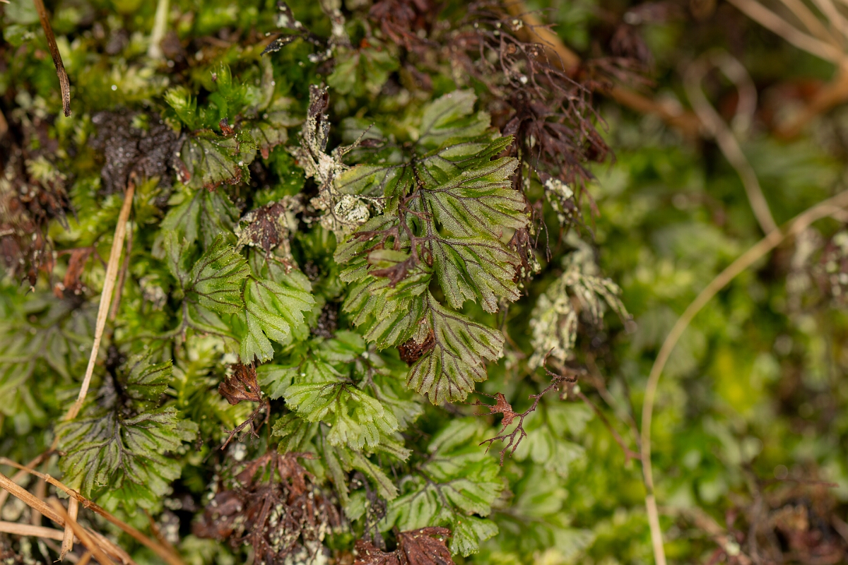 David Plant Photography - Wildlife Photography - Tunbridge filmy-fern - A.jpg - Tunbridge filmy-fern - Highland