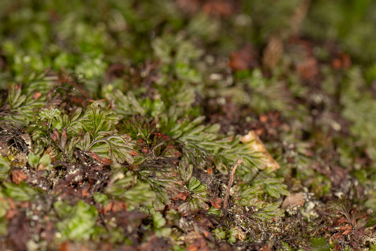 David Plant Photography - Wildlife Photography - Tunbridge filmy-fern - B.jpg - Tunbridge filmy-fern - Highland