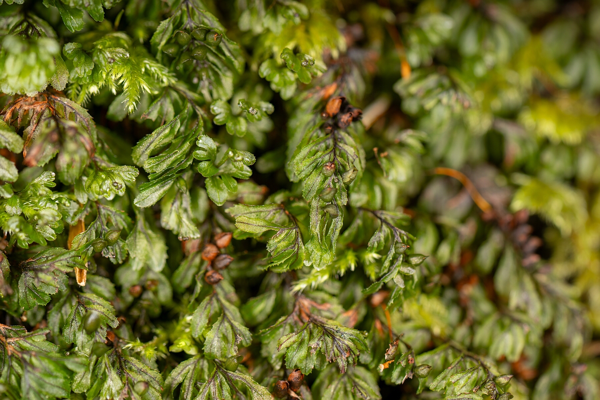 David Plant Photography - Wildlife Photography - Wilson's filmy-fern - B.jpg - Wilson's filmy-fern - Highland