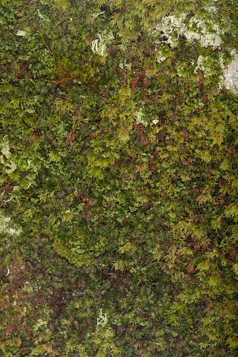 David Plant Photography - Wildlife Photography - Wilson's filmy-fern - D.jpg - Wilson's filmy-fern - Highland