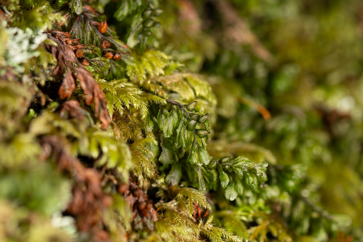 David Plant Photography - Wildlife Photography - Wilson's filmy-fern - E.jpg - Wilson's filmy-fern - Highland