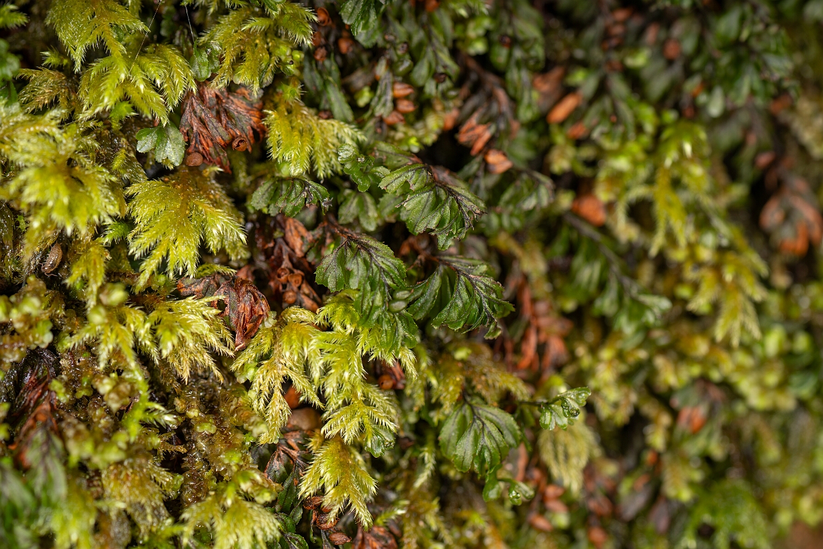 David Plant Photography - Wildlife Photography - Wilson's filmy-fern - F.jpg - Wilson's filmy-fern - Highland
