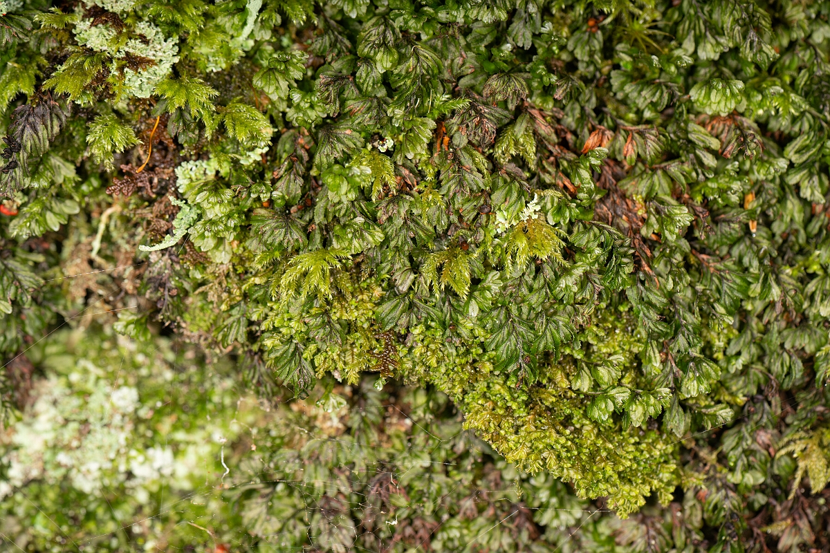 David Plant Photography - Wildlife Photography - Wilson's filmy-fern - I.jpg - Wilson's filmy-fern - Highland