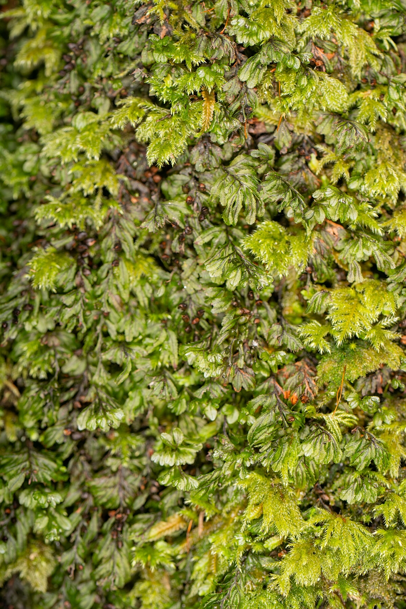 David Plant Photography - Wildlife Photography - Wilson's filmy-fern - J.jpg - Wilson's filmy-fern - Highland