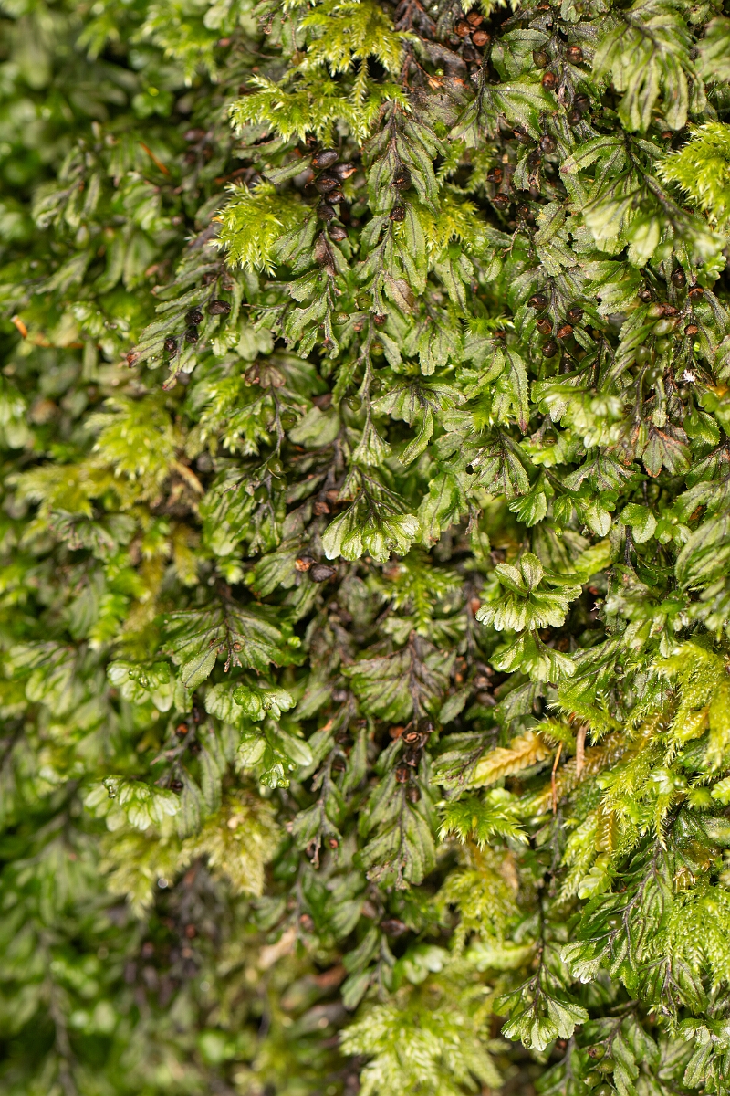 David Plant Photography - Wildlife Photography - Wilson's filmy-fern - L.jpg - Wilson's filmy-fern - Highland