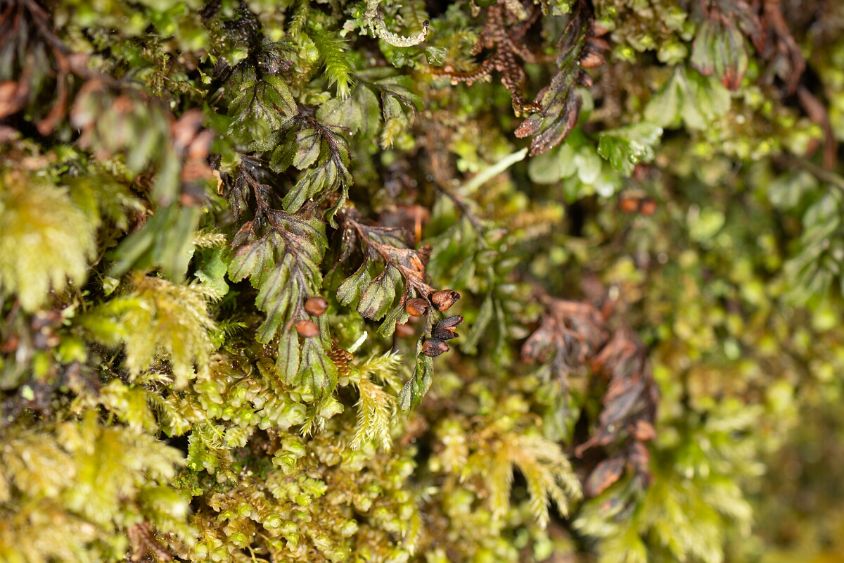 David Plant Photography - Wildlife Photography - Wilson's filmy-fern - M.jpg - Wilson's filmy-fern - Highland