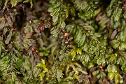 David Plant Photography - Wildlife Photography - Wilson's filmy-fern - A