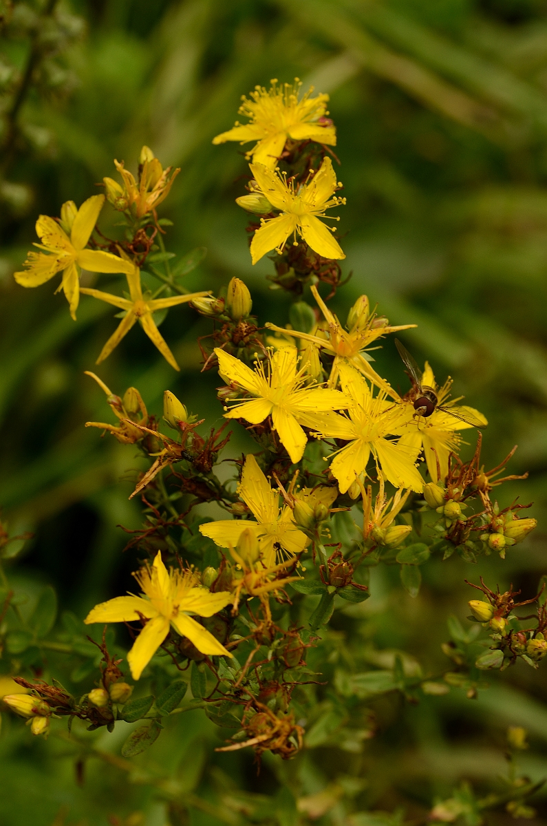 David Plant Photography - Wildlife Photography - Perforate St. John's Wort - A.jpg - Perforate St Johns-wort - Cotswolds