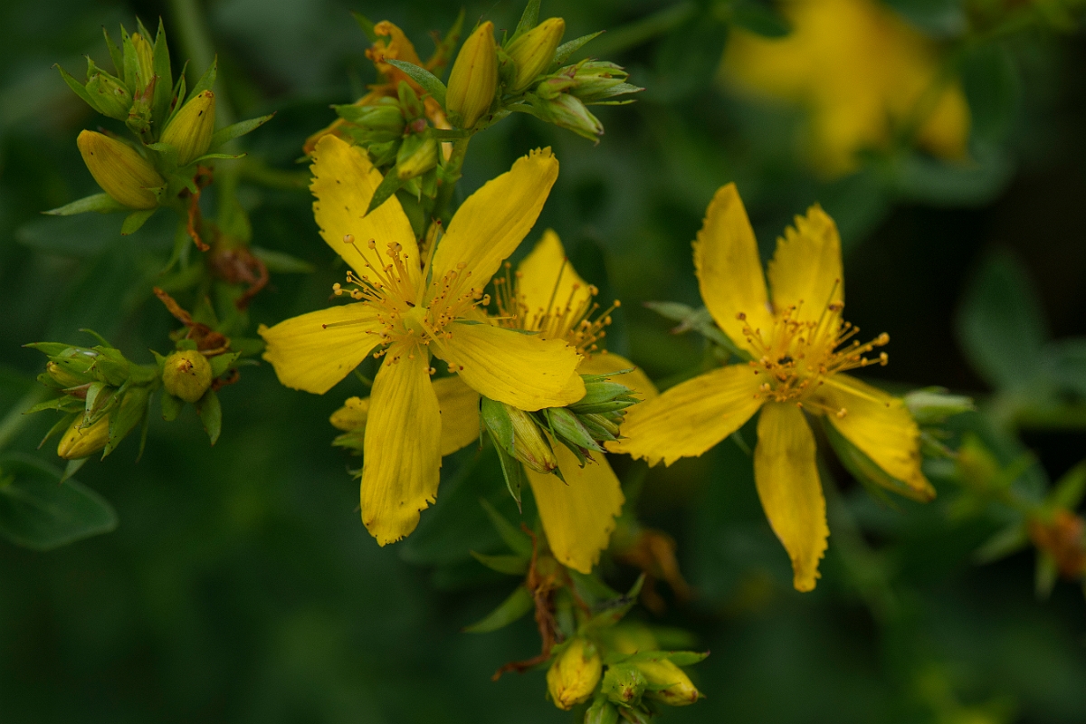 David Plant Photography - Wildlife Photography - Perforate St. John's Wort - B.JPG - Perforate St Johns-wort - Cambridgeshire