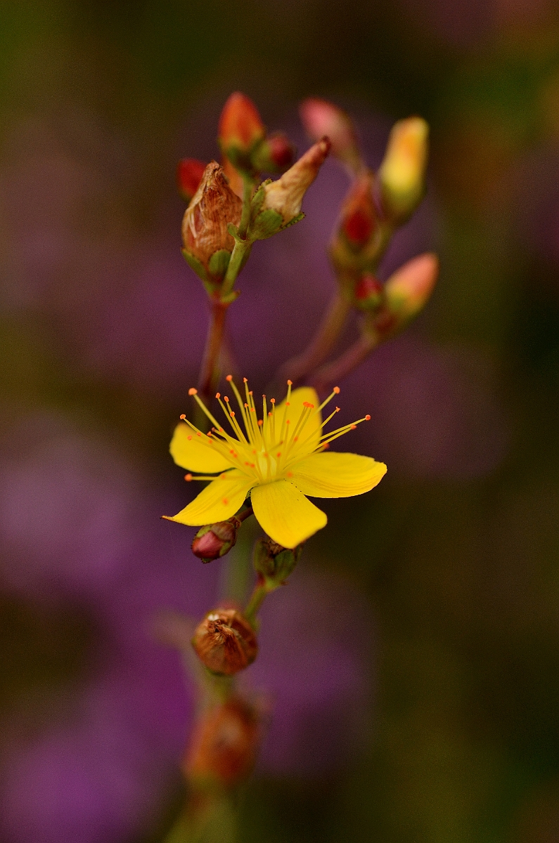 David Plant Photography - Wildlife Photography - Slender St Johns-wort - A.jpg - Slender St Johns-wort flower - Suffolk
