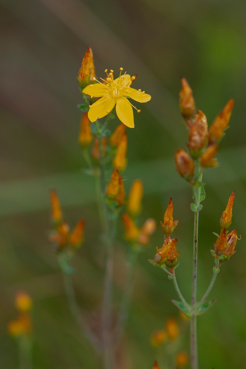 David Plant Photography - Wildlife Photography - Slender St Johns-wort - E.JPG - Slender St Johns-wort - Perthshire