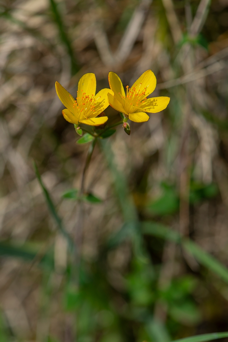 David Plant Photography - Wildlife Photography - Slender St Johns-wort - F.JPG - Slender St Johns-wort - Perthshire