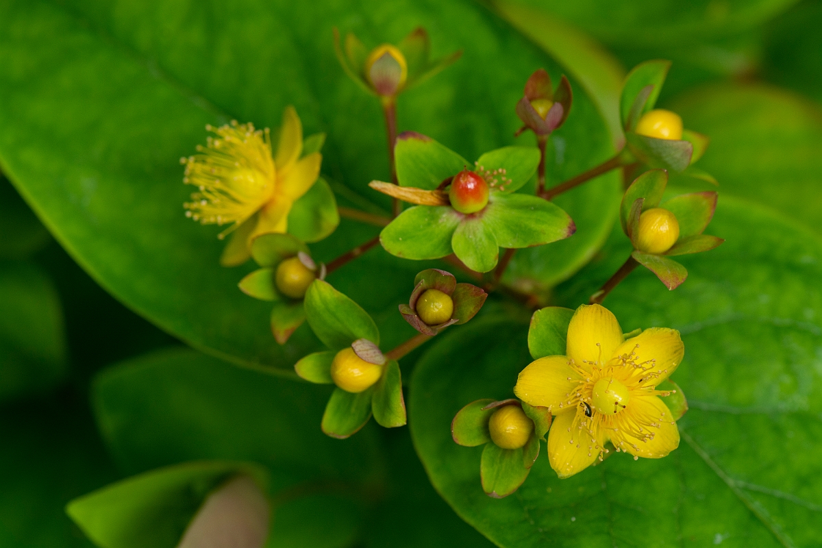 David Plant Photography - Wildlife Photography - Tutsan - A.jpg - Tutsan - Cotswolds