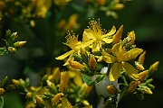 David Plant Photography - Wildlife Photographer - Hairy St. John's Wort - A