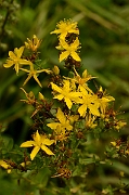 David Plant Photography - Wildlife Photography - Perforate St. John's Wort - A