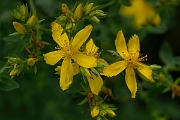 David Plant Photography - Wildlife Photography - Perforate St. John's Wort - B