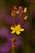 David Plant Photography - Wildlife Photography - Slender St Johns-wort - A