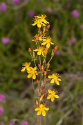 David Plant Photography - Wildlife Photography - Slender St Johns-wort - C