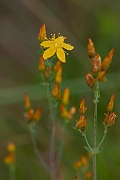 David Plant Photography - Wildlife Photography - Slender St Johns-wort - E