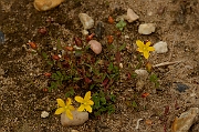 David Plant Photography - Wildlife Photography - Trailing St Johns-wort - A
