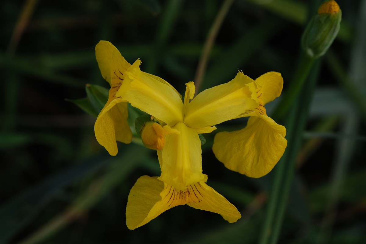 David Plant Photography - Wildlife Photographer - Yellow iris - A.JPG - Yellow iris - Cotswolds
