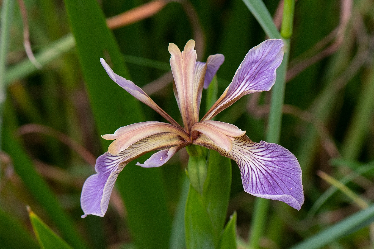 David Plant Photography - Wildlife Photography - Stinking iris - A.jpg - Stinking iris - Dorset