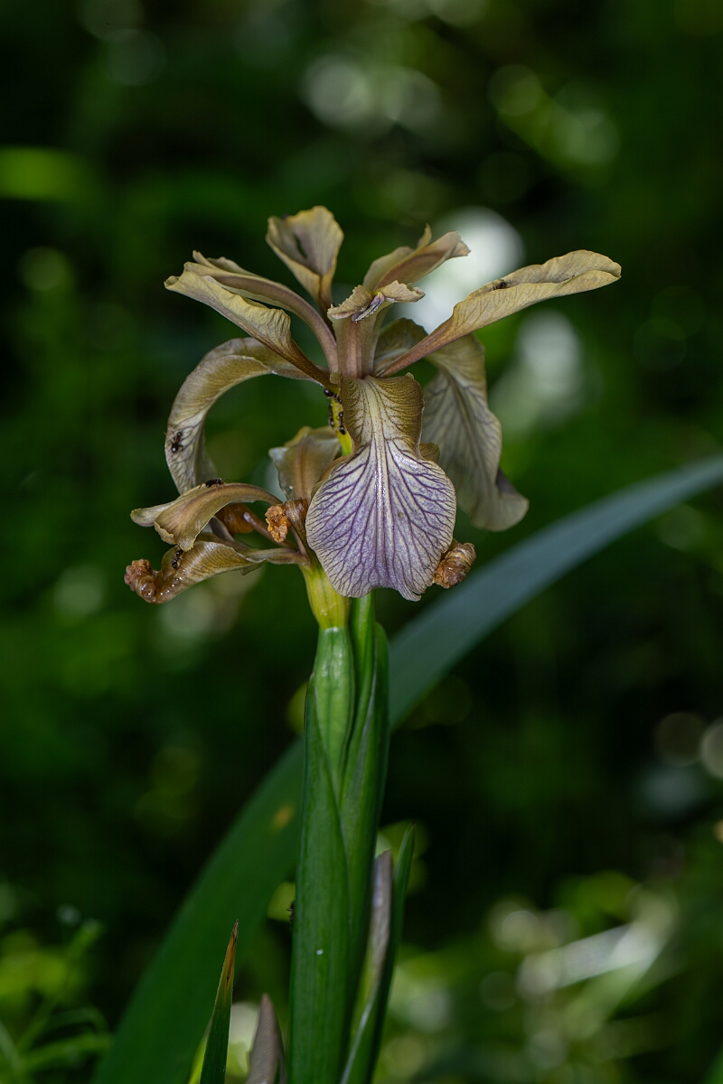 David Plant Photography - Wildlife Photography - Stinking iris - B.jpg - Stinging iris - Cotswolds