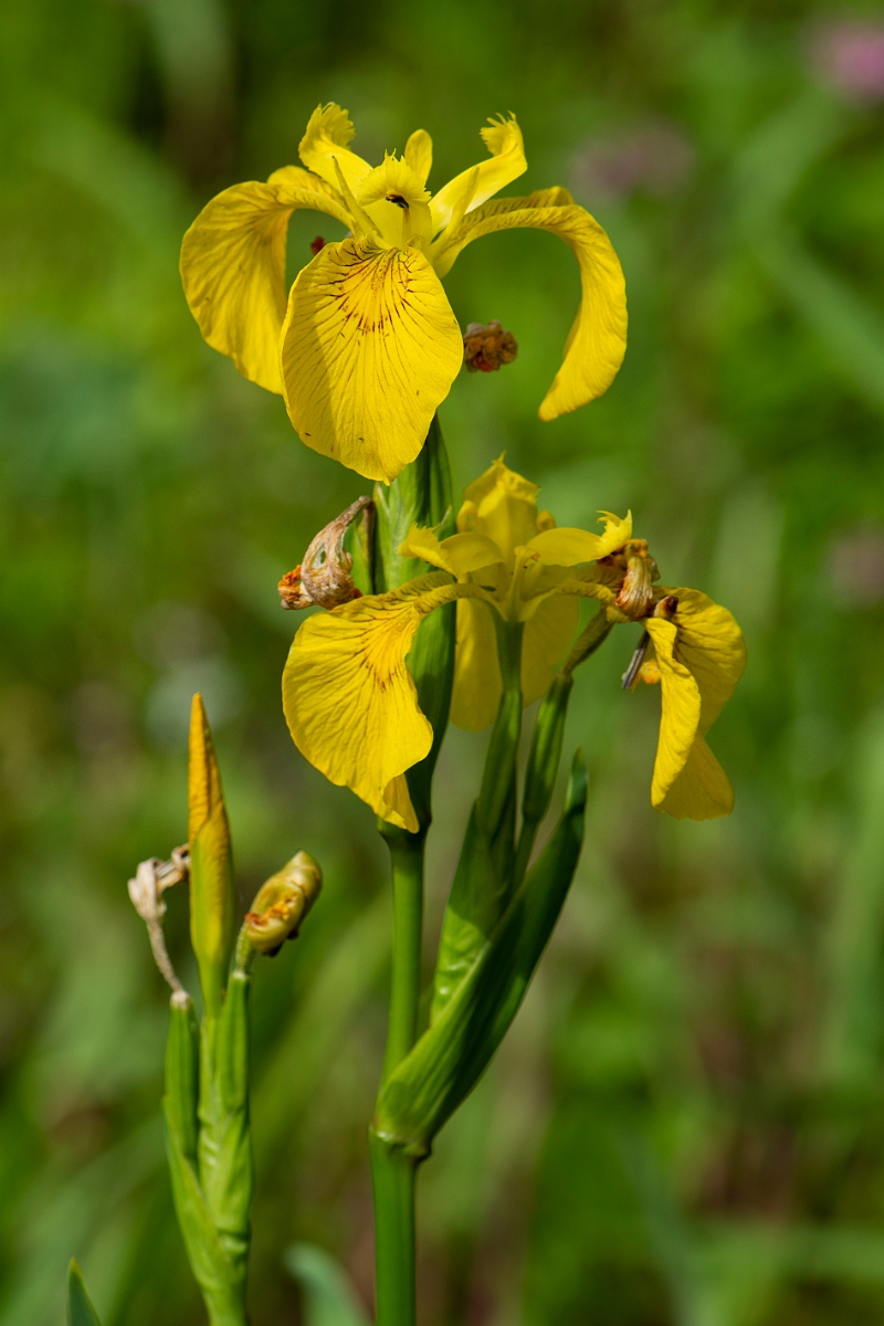 David Plant Photography - Wildlife Photography - Yellow iris - B.jpg - Yellow iris - Cotswolds