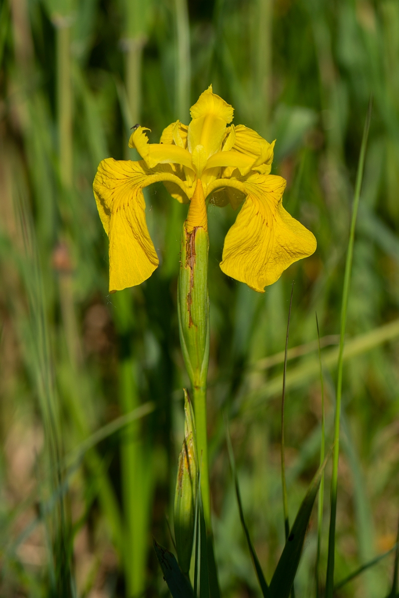 David Plant Photography - Wildlife Photography - Yellow iris - C.JPG - Yellow iris - Cambridgeshire