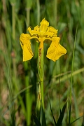 David Plant Photography - Wildlife Photography - Yellow iris - C