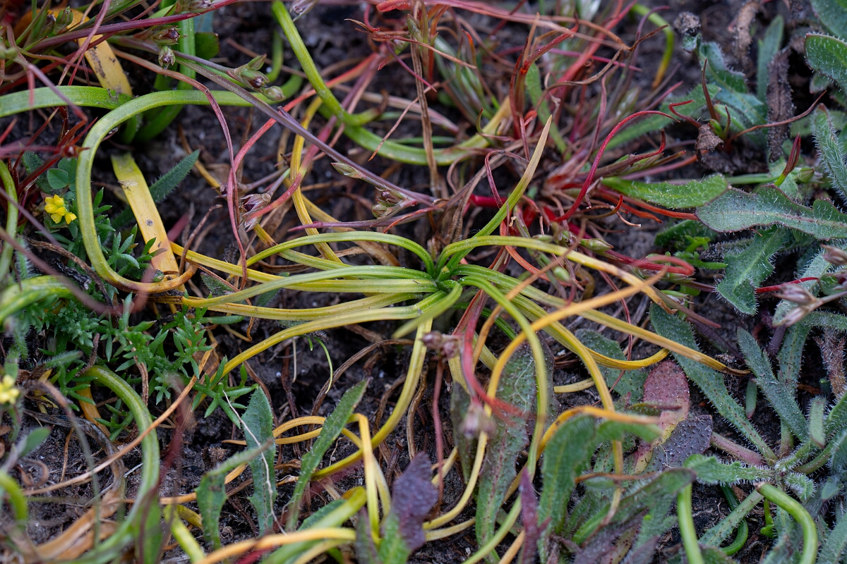 David Plant Photography - Wildlife Photography - Land quillwort - A.jpg - Land quillwort - Cornwall