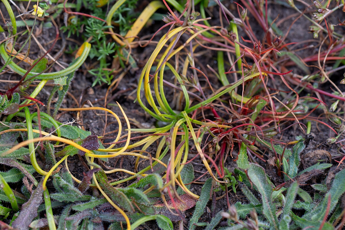 David Plant Photography - Wildlife Photography - Land quillwort - B.jpg - Land quillwort - Cornwall