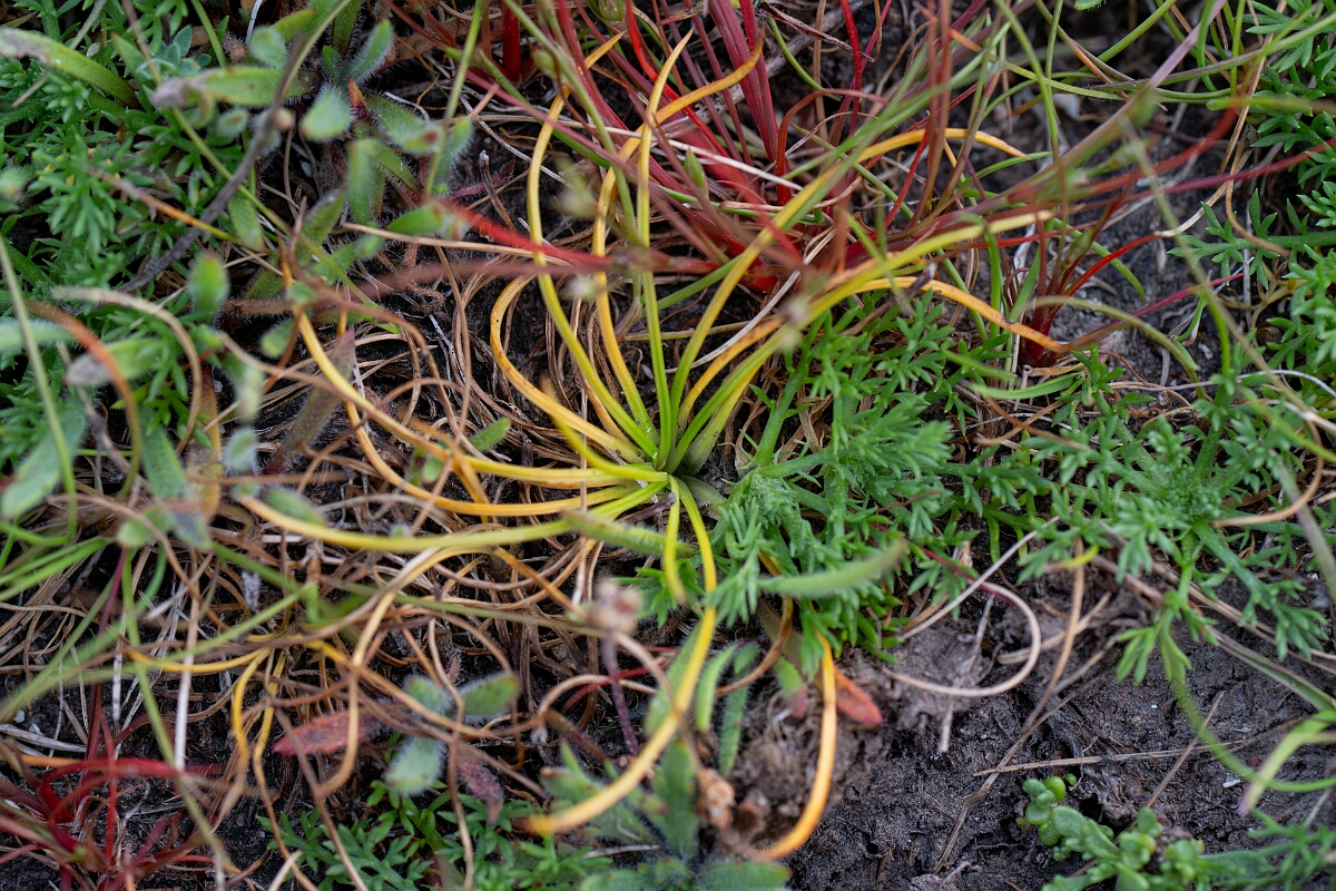 David Plant Photography - Wildlife Photography - Land quillwort - C.jpg - Land quillwort - Cornwall