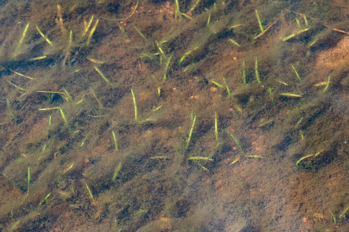 David Plant Photography - Wildlife Photography - Spring quillwort - A.JPG - Spring quillwort - Cairngorms